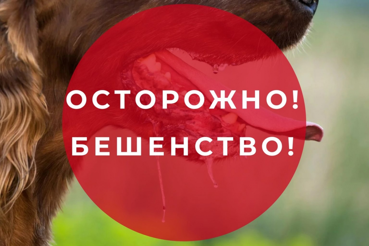 ОСТОРОЖНО БЕШЕНСТВО!